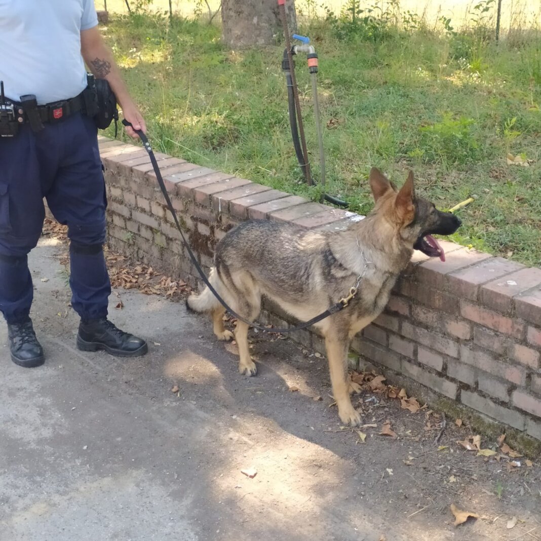 cane antidroga Tesla