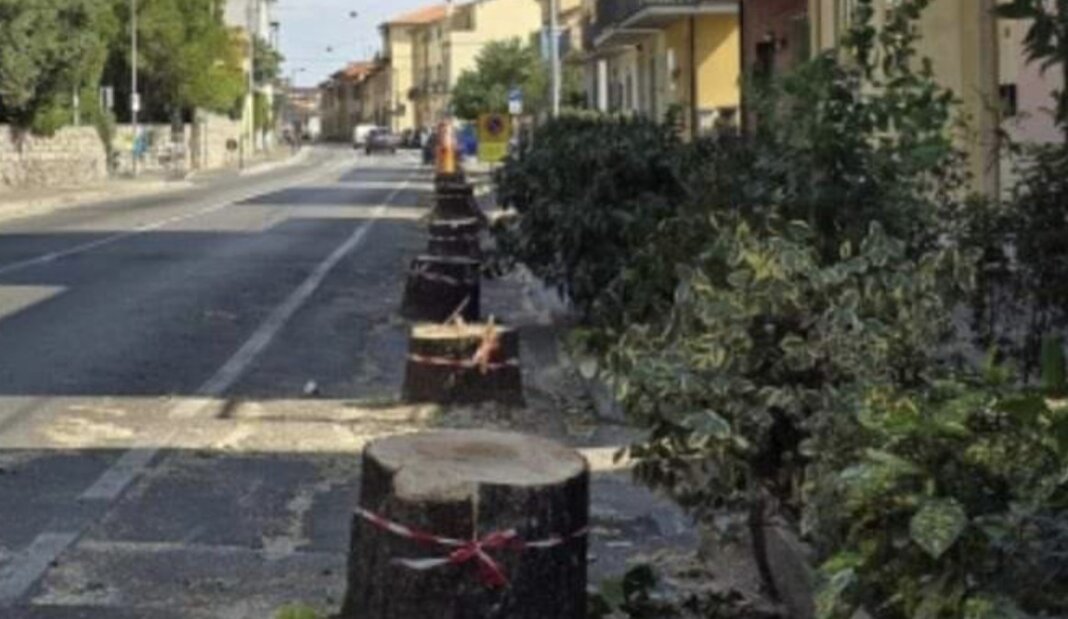 Partiti i lavori di riqualificazione di via Firenze con l'abbattimento dei tigli (foto FB Atto Primo)