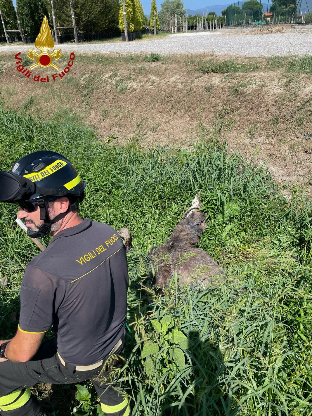 Uno struzzo scappato da un allevamento di Tavola salvato dai vigili del fuoco di Prato (foto vigili del fuoco)