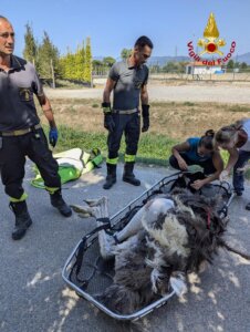 Il momento del recupero dello struzzo (foto vigili del fuoco)