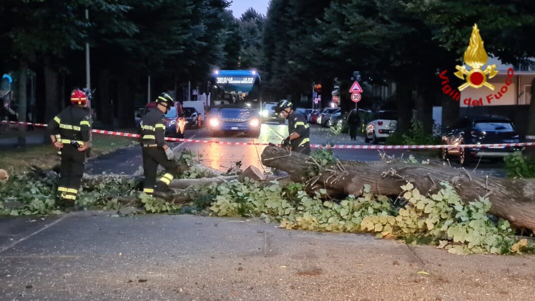 Cade un albero e interrompe la carreggiata in via Firenze