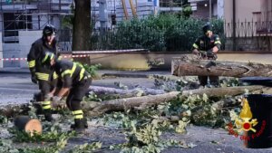 La pianta crollata in via Firenze a Prato (foto vigili del fuoco)