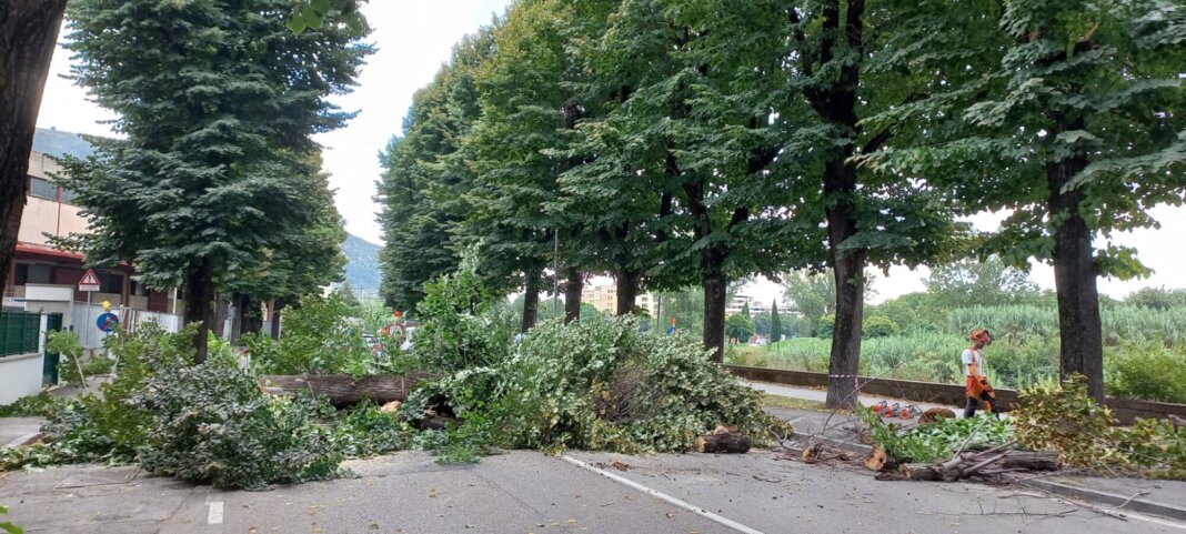 alberi via Firenze