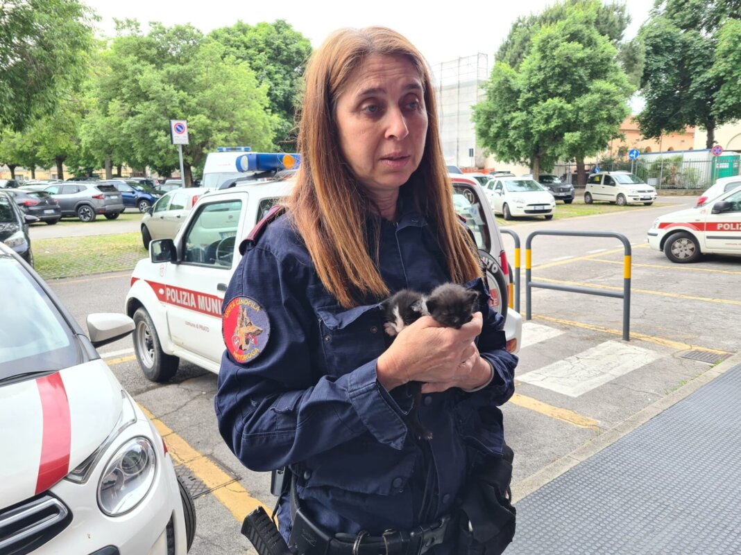 Trova cinque gattini accanto alla mamma morta e li soccorre