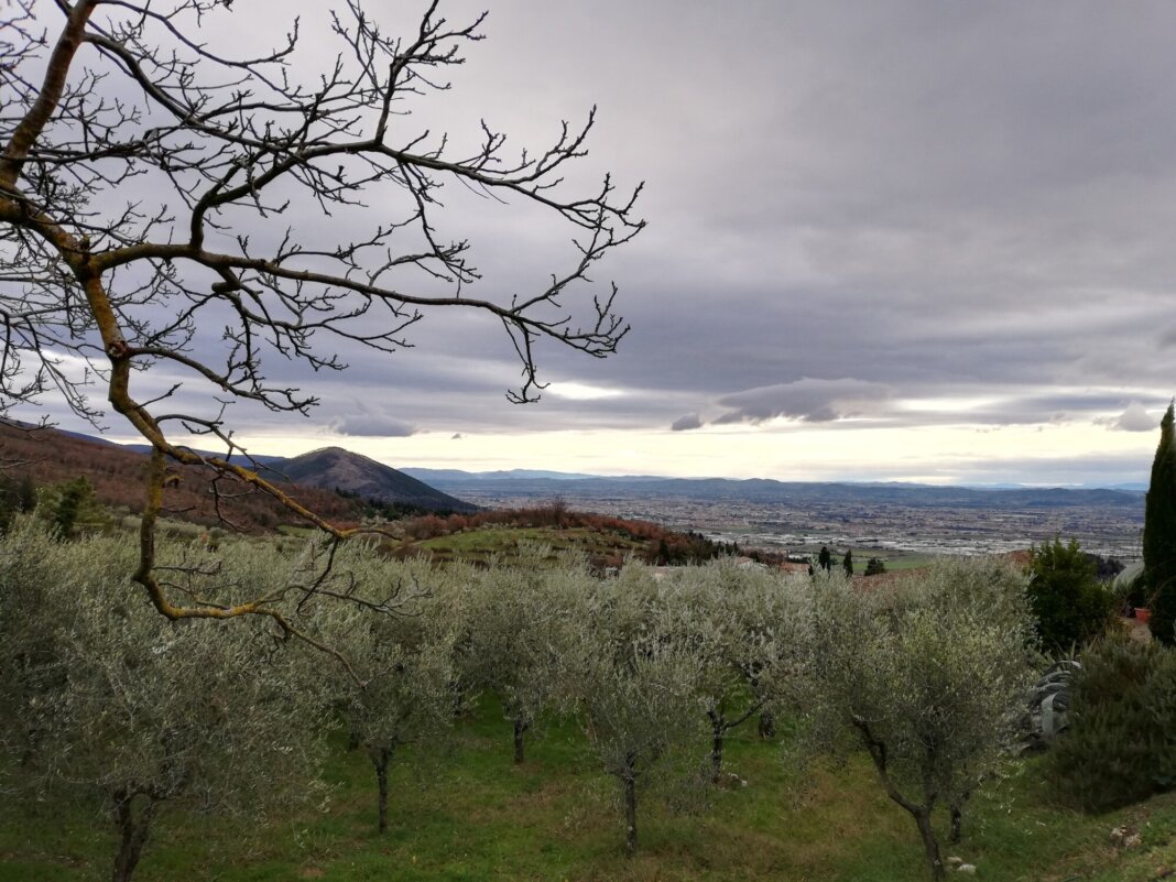 A Montemurlo il primato regionale per alberi monumentali censiti