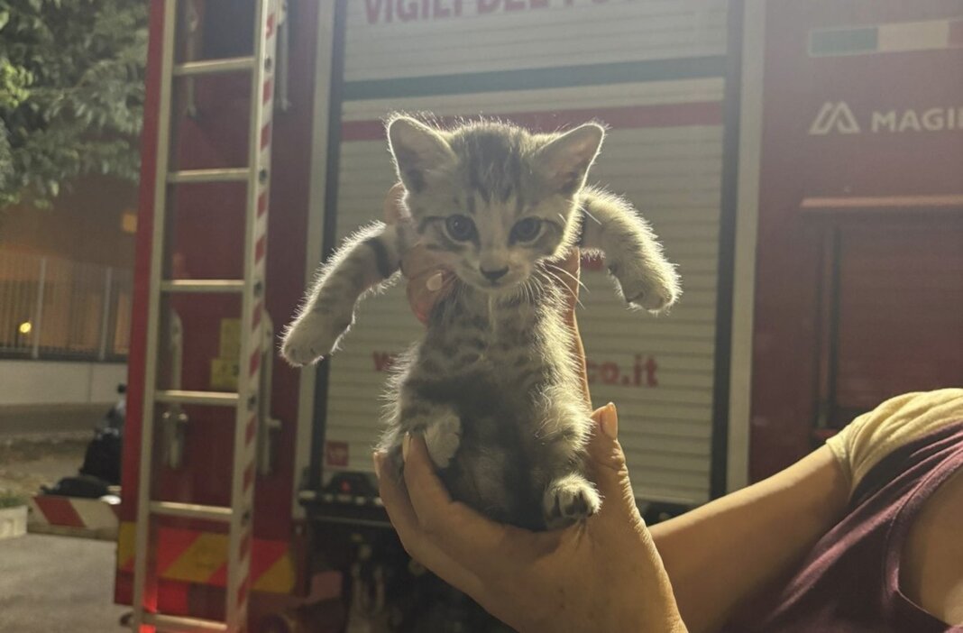 Gattina di pochi mesi incastrata in un'auto salvata dai vigili del fuoco